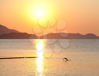 Diving gannet in sunrise sea
