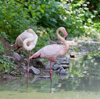 Pair of rose flamingo stranding in the lake, summer shot

