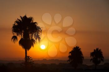Palm trees silhouettes at sunset in Spain, Costa Dorada
