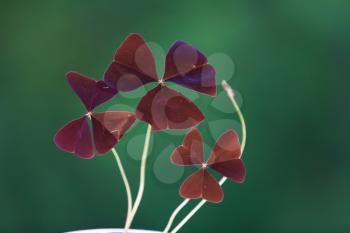 Red oxalis leaves on the green background
