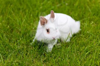White cute rabbit jumping in green grass
