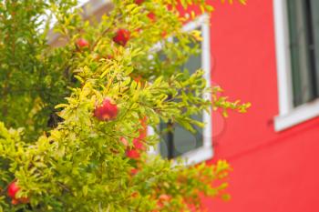 Pomegranate tree with ripe fruits near house
