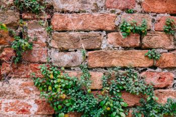 Old brick wall with plants and roots
