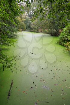 Green duckweed covers small pond in the forest
