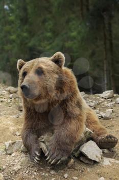 Brown bear with open mouth portrait in Carpathian mountains, Ukraine
