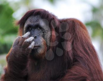 Royalty Free Photo of an Orangutan