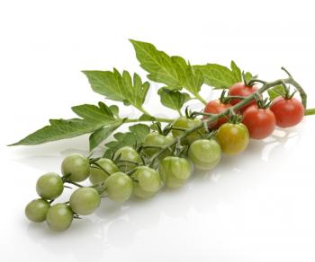 Royalty Free Photo of a Cluster Of Cherry Tomatoes