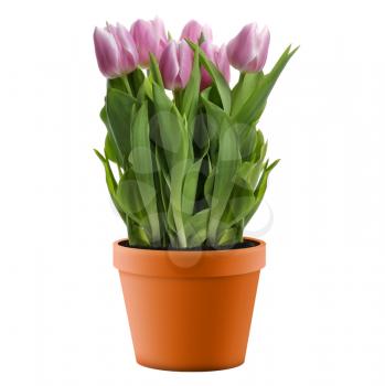 Royalty Free Photo of a Pot of Pink Tulips