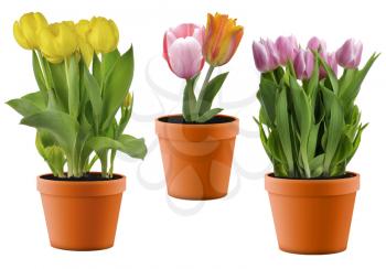 Royalty Free Photo of Pots of Tulips
