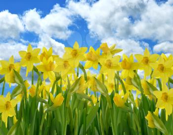 Royalty Free Photo of a Field Of Yellow Daffodil Flowers