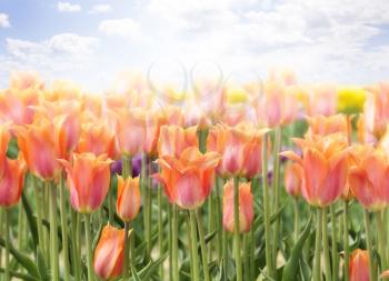 Royalty Free Photo of a Field of Tulips