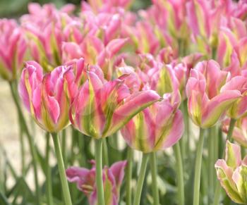 Royalty Free Photo of Colorful Tulips