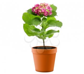 Royalty Free Photo of a Potted Purple Hydrangea Flower