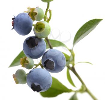 Royalty Free Photo of Blueberries on Branches