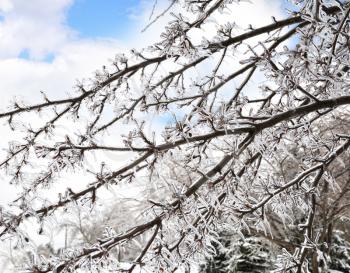 Royalty Free Photo of Ice on Tree Branches