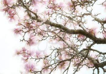 Royalty Free Photo of a Magnolia Tree