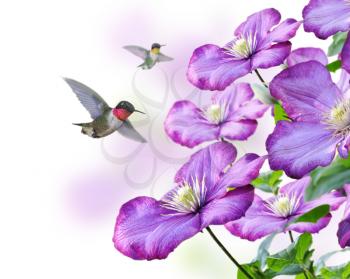 Royalty Free Photo of Flowers And Hummingbirds