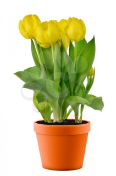 Royalty Free Photo of a Pot of Yellow Tulips
