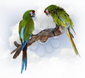 Colorful Green Parrot Macaw  On A Branch