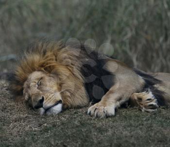 Portrait Of Sleeping Lion ,Close Up