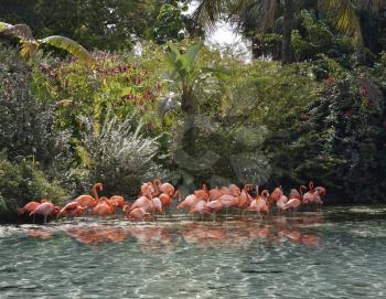 Pink Flamingos In A Tropical Pond