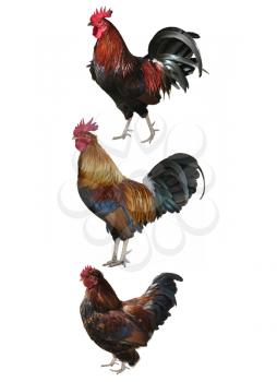 Colorful Roosters Isolated On White