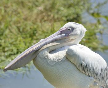 White Pelican, Close Up Shot