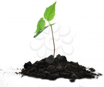 a young tree with soil on white background