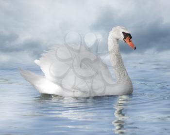 White Swan On The Lake And A Rainy Sky