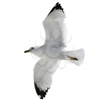 Flying  Seagull  On  White Background. 