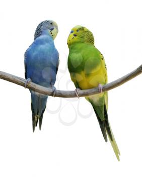 Two Budgerigars On A White Background. 