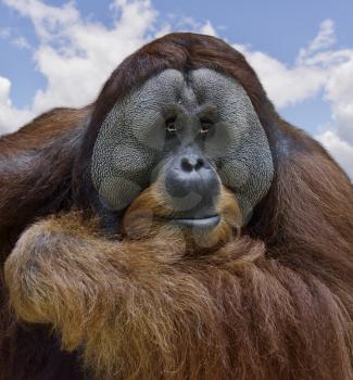 Orangutan Portrait , Close Up Shot
