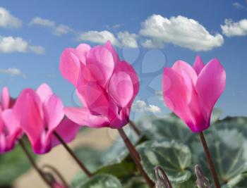 Red and pink cyclamen flowers against a blue sky
