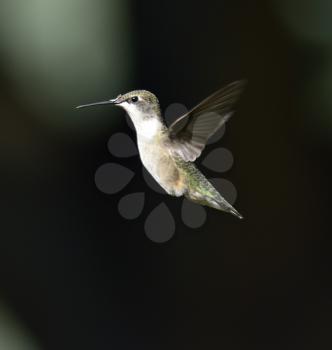Hummingbird On A Dark Background