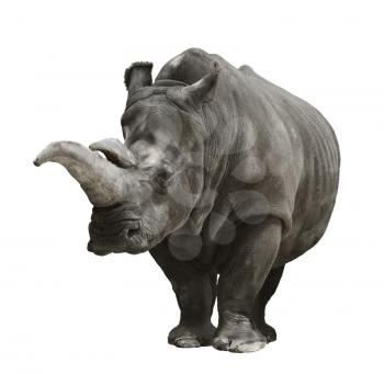 Portrait Of A Rhinoceros On White Background 