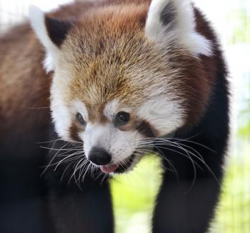 Red Panda Portrait,Close Up