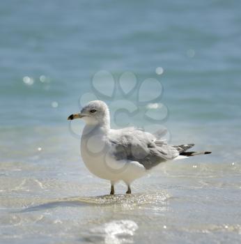 Seagull Walking In The Water