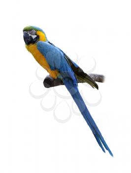 Colorful Blue And Yellow Parrot Macaw  On White Background
