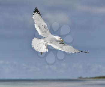 A Seagull, Soaring In The Blue Sky