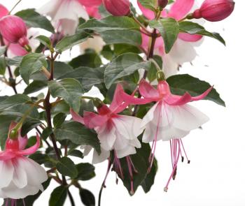 Pink And White Fuchsia Flowers
