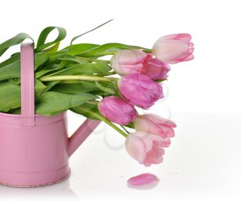 fresh  pink tulips bouquet  , in a watering can