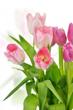  fresh  pink tulips bouquet  , close up shot