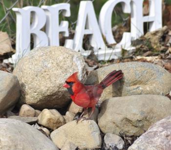 a male Northern Cardinal sitting on a stone 