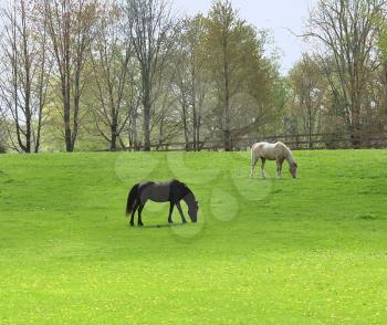 farmland with feeding horses 