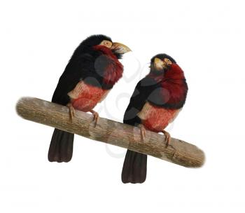 Red-And-Yellow Barbets. Trachyphonus Erythrocephalus. On White Background