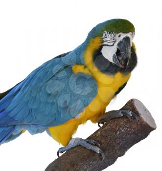 Colorful Blue Parrot Macaw  On White Background