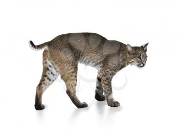 A Young Bobcat On White Background