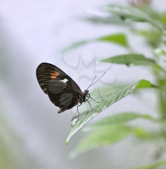 Tropical Butterfly On A Green Leaf