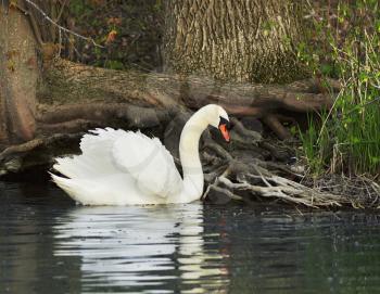 a beautiful swan on a lake