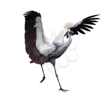 Grey Crowned Crane On White Background